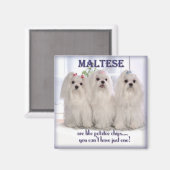 マルチーズ磁石1 マグネット (正面/裏面)