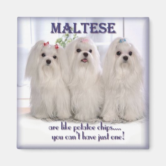 マルチーズ磁石1 マグネット (正面)