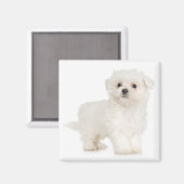 マルチーズ磁石 マグネット (正面/裏面)