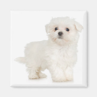 マルチーズ磁石 マグネット