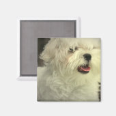 マルチーズ磁石 マグネット (正面/裏面)