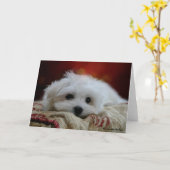 マルチーズ空白のグリーティングカード カード (黄色い花)