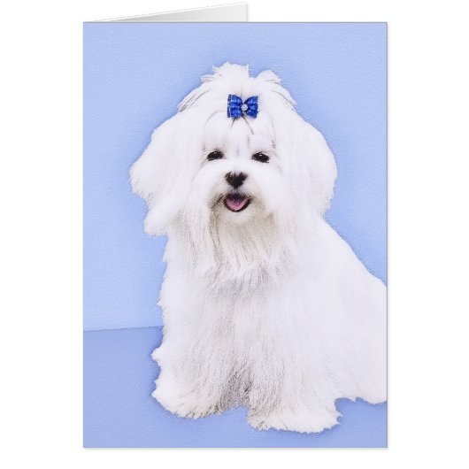 マルチーズ絵画ズ – かわいいオリジナルドッグアート (正面)