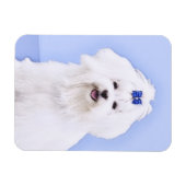 マルチーズ絵画ズ – かわいいオリジナルドッグアート マグネット (横)