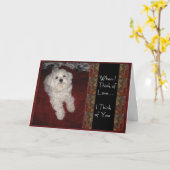 マルチーズ考えの愛とユーモアカード カード (黄色い花)