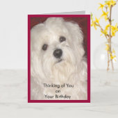 マルチーズ誕生日が誰にでも願う カード (黄色い花)