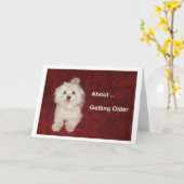 マルチーズ誕生日ユーモアカード カード (黄色い花)