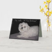 マルチーズ誕生日ユーモアグリーティングカード カード (黄色い花)