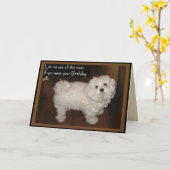 マルチーズ誕生日ユーモア カード (黄色い花)