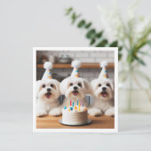 マルチーズ誕生祝い、マルチーズ犬 招待状 (スタンド正面)