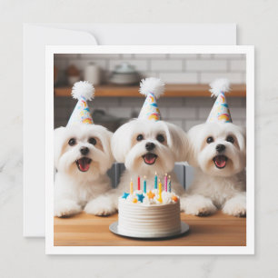 マルチーズ誕生祝い、マルチーズ犬 招待状