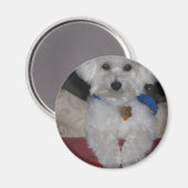 マルチーズ贈与 マグネット (正面/裏面)