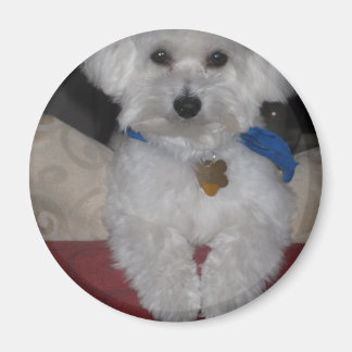 マルチーズ贈与 マグネット