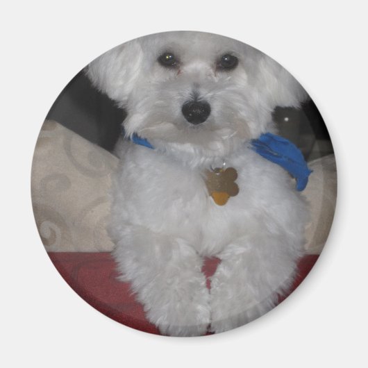 マルチーズ贈与 マグネット (正面)