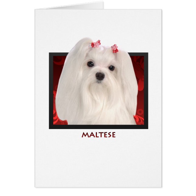 マルチーズ (正面)