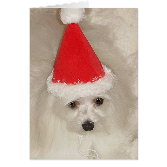 マルチーズ (正面)