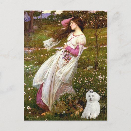 マルチーズ10 – ウィンドフラワー ポストカード (正面)