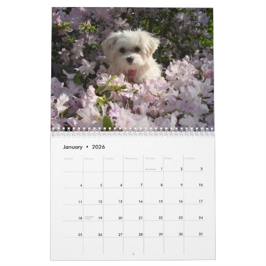 マルチーズ2010年 カレンダー (1月 2026)