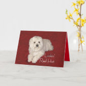 マルチーズ60番目の誕生日グリーティングカード(赤/白) カード (黄色い花)