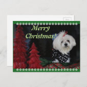 マルチーズ シーズンポストカード (正面/裏面)