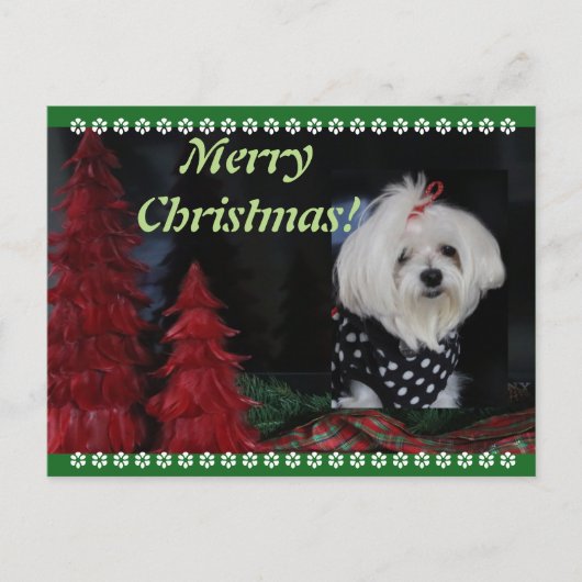 マルチーズ シーズンポストカード (正面)