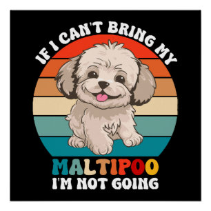 マルチーズ＋プードルの愛犬を連れて行くことができないなら、私は行きません ポスター