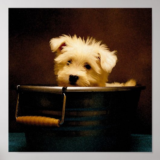 マルチーズ ポスター (正面)