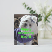 マルチーズ ポストカード (スタンド正面)