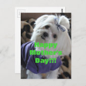 マルチーズ ポストカード (正面/裏面)