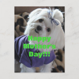 マルチーズ ポストカード
