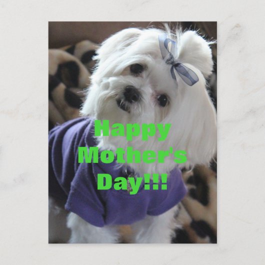 マルチーズ ポストカード (正面)