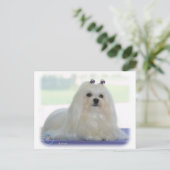 マルチーズ ポストカード (スタンド正面)