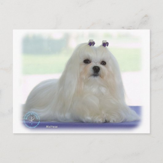 マルチーズ ポストカード (正面)