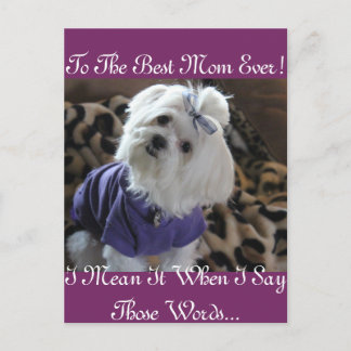 マルチーズ ポストカード