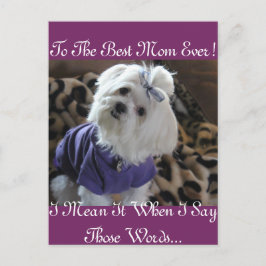 マルチーズ ポストカード