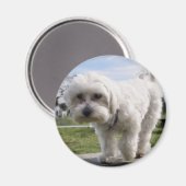 マルチーズ マグネット (正面/裏面)