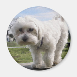 マルチーズ マグネット