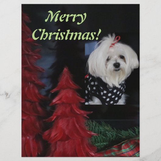 マルチーズ レターヘッド (正面)