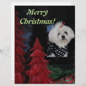 マルチーズ レターヘッド (正面/裏面)