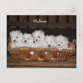 マルチーズ，子犬，バスケット， "5つの子犬"，白 ポストカード
