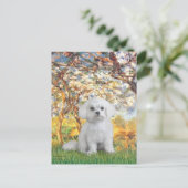 マルチーズ(12) -春 ポストカード (スタンド正面)