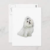 マルチーズ(A) – トップノッチ付 ポストカード (正面/裏面)
