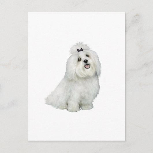 マルチーズ(A) – トップノッチ付 ポストカード (正面)