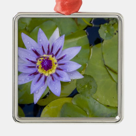 マルティニフランスのク、アンティル、西インディ、ブルー メタルオーナメント (正面)