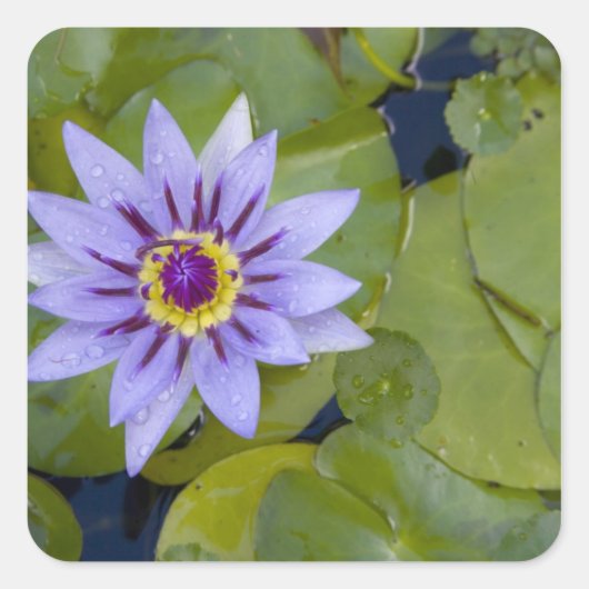 マルティフランスのニーク、アンティル、西インディ、青 スクエアシール (正面)