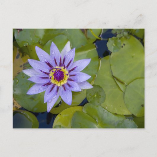 マルティフランスのニーク、アンティル、西インディ、青 ポストカード (正面)