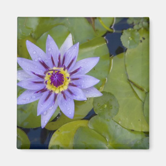 マルティフランスのニーク、アンティル、西インディ、青 マグネット (正面)