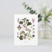 マルバ・シルベストリス ポストカード (スタンド正面)