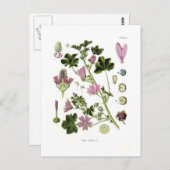 マルバ・シルベストリス ポストカード (正面/裏面)