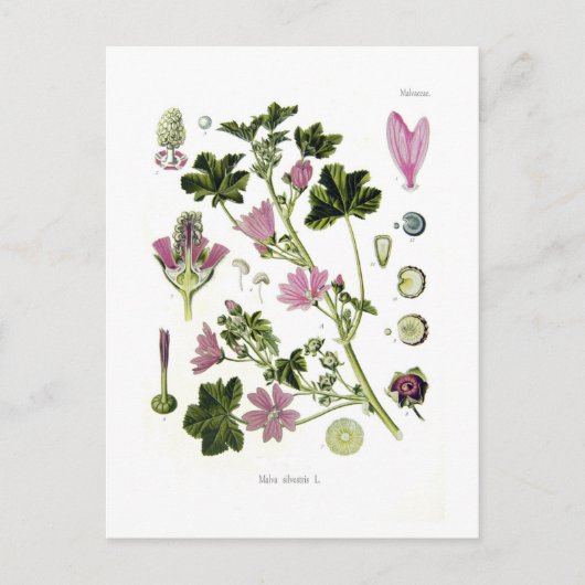 マルバ・シルベストリス ポストカード (正面)